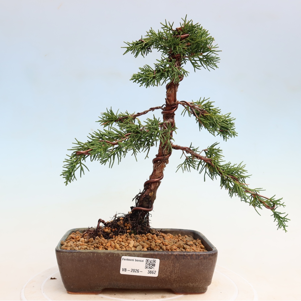 Vonkajší bonsaj - Juniperus chinensis Kishu