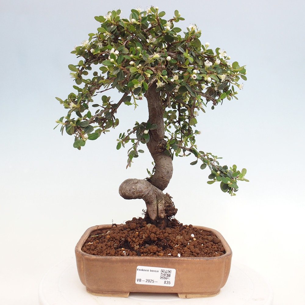 Vonkajší bonsai-Cotoneaster dammeri - Skalník Damerov