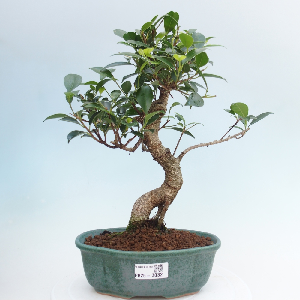 Izbová bonsai - Ficus retusa - malolistá fikus
