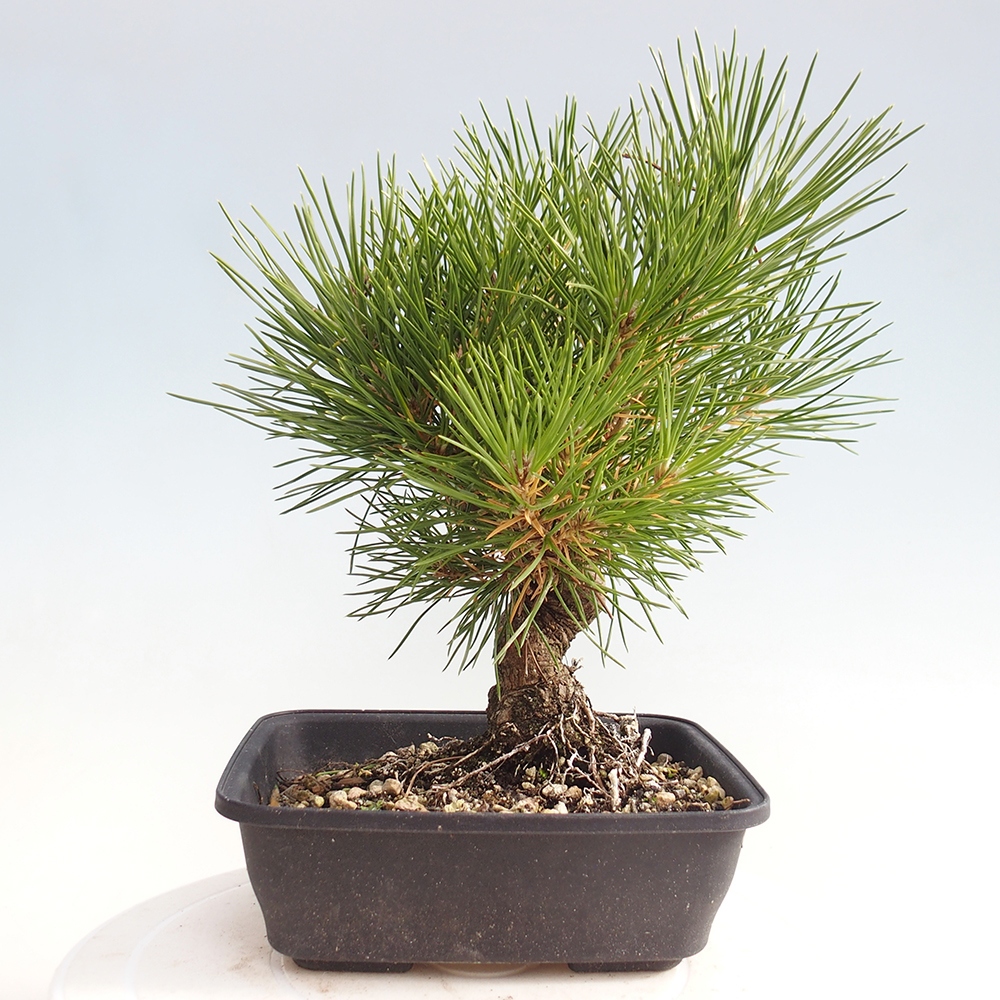 Vonkajšie bonsaje - Pinus thunbergii - borovica Thunbergova