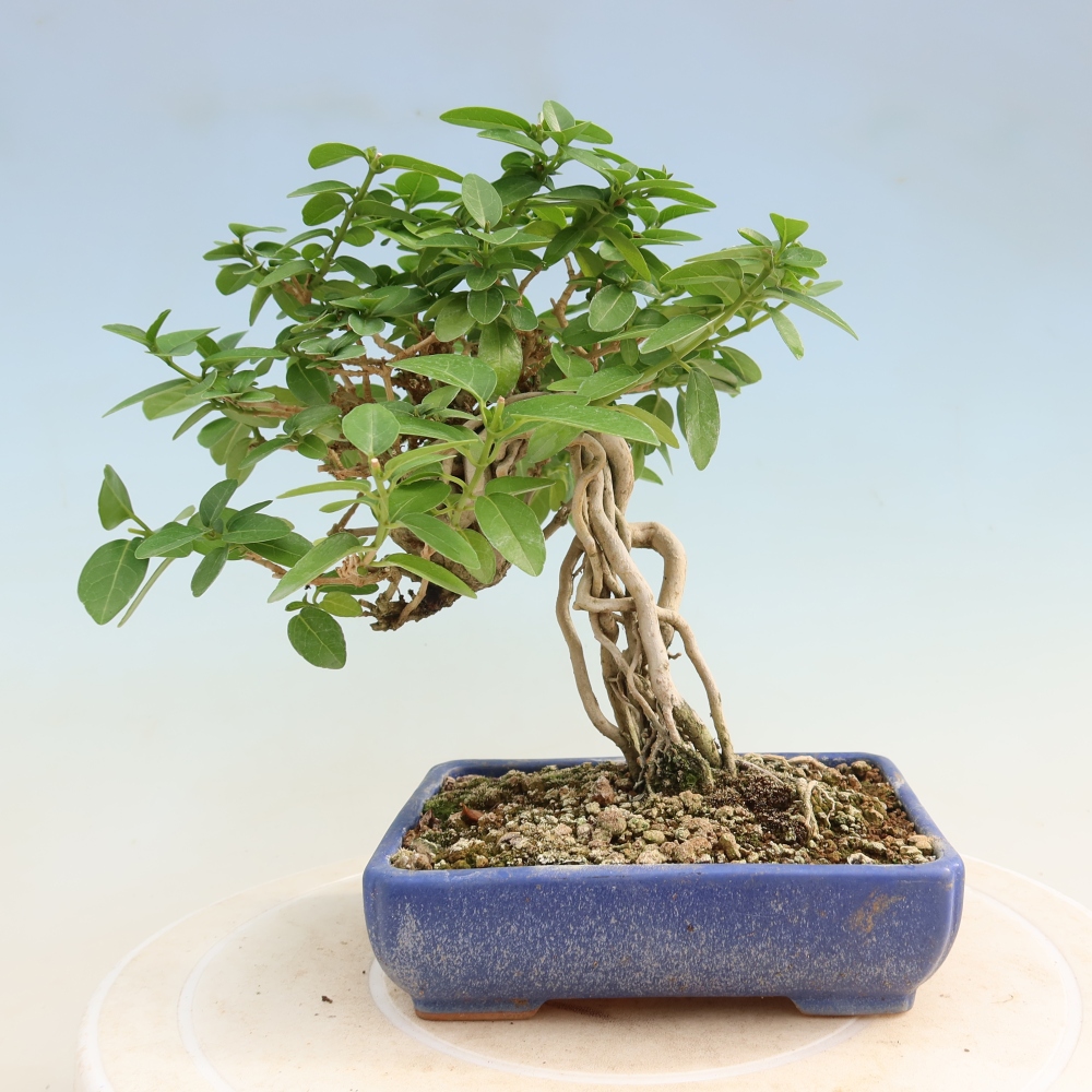 Izbový bonsaj - Premna serratifolia - Kozlovňa malolistá