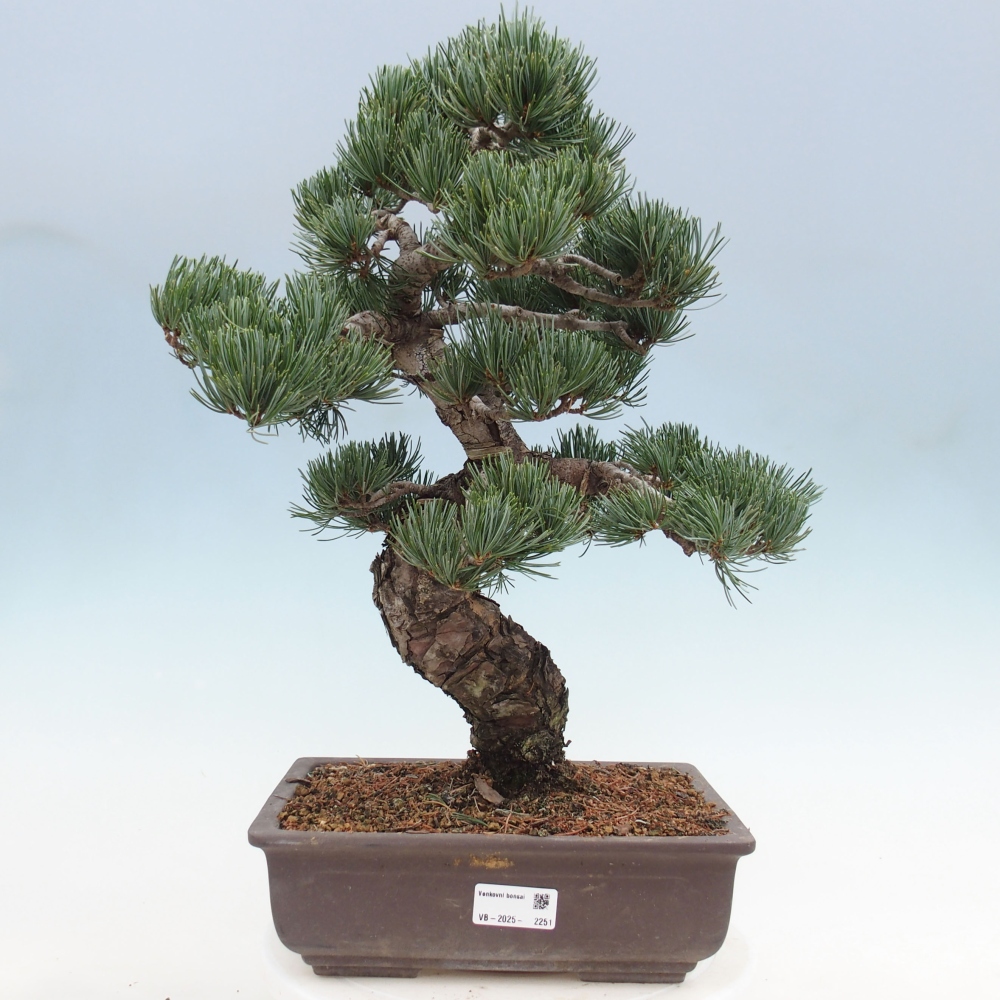Vonkajšie bonsai - Pinus parviflora - Borovica drobnokvetá