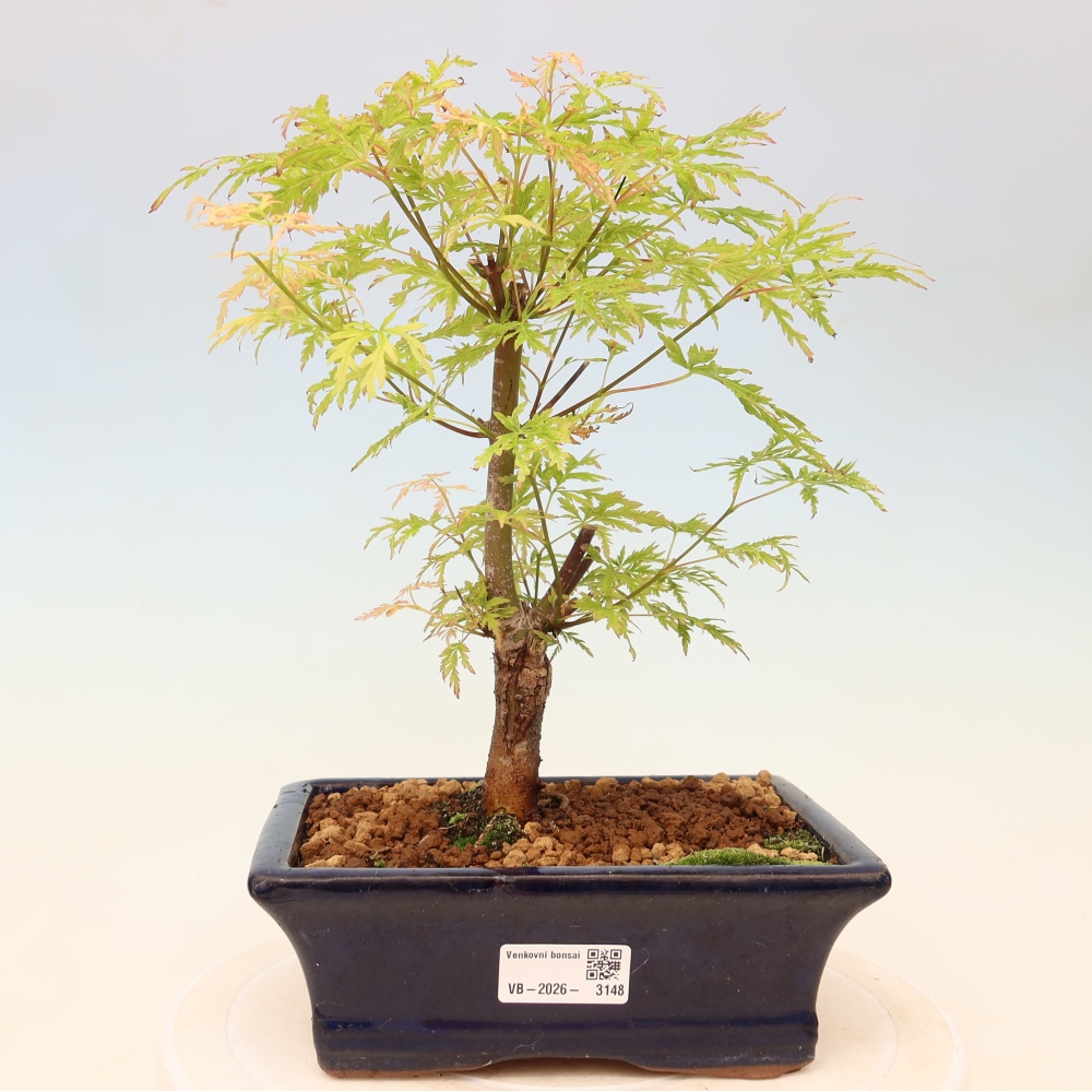 Vonkajší bonsai – Acer palmatum Dissectum – javor dlaňolistý 