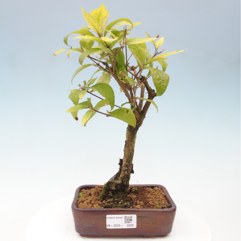 Vonkajšia bonsai - krásnoplodka - Callicarpa jap. Leucocarpa
