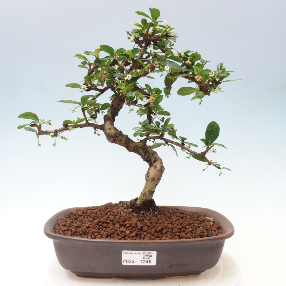 Izbová bonsai - Carmona macrophylla - Čaj fuki