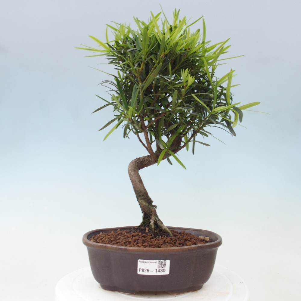 Izbové bonsaje - Podocarpus - Kamenný tis