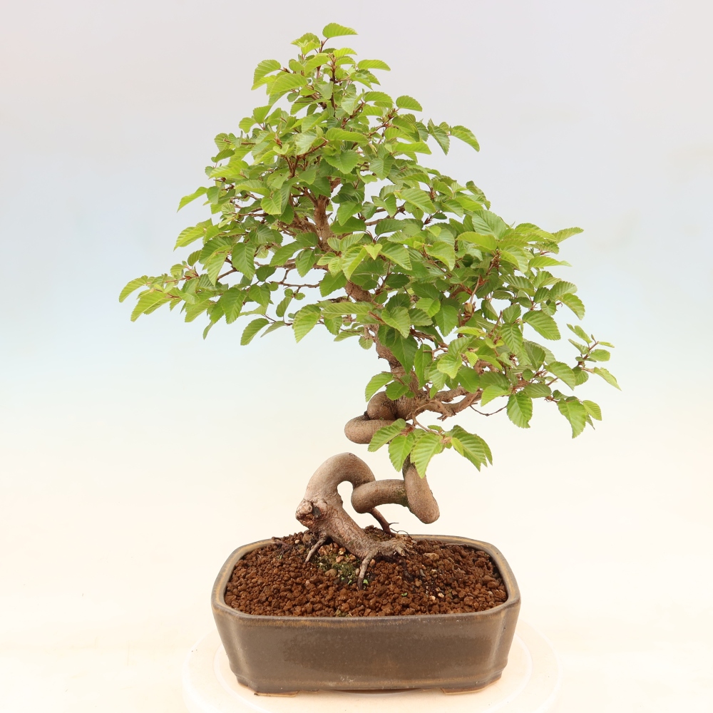 Vonkajší bonsaj -Carpinus coreana - Hrab kórejský