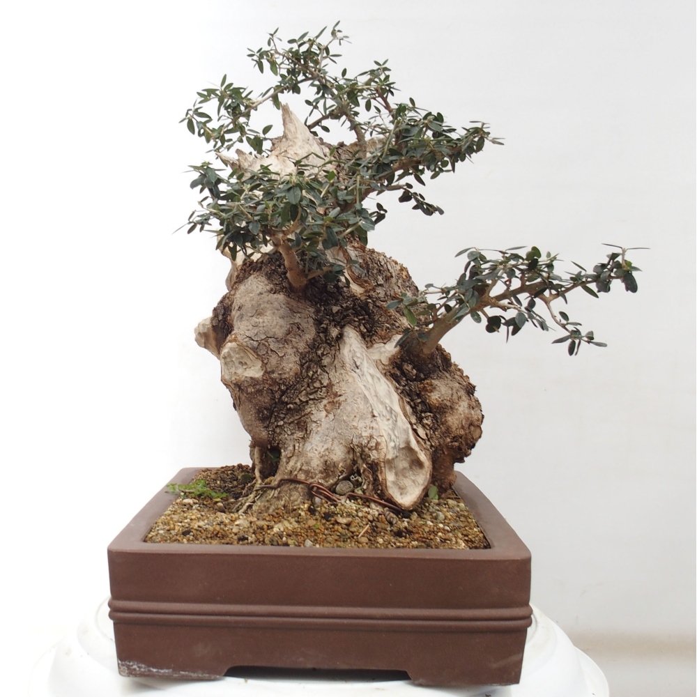 Izbová bonsai - Olea europaea sylvestris -Oliva evropská drobnolistá