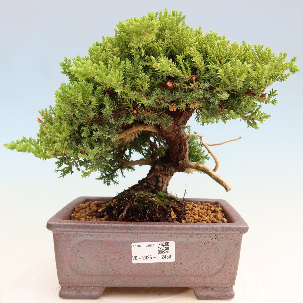 Vonkajší bonsai – Juniperus procumbens – Jalovec ležiaci