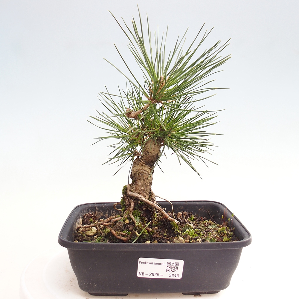 Vonkajšie bonsaje - Pinus thunbergii - borovica Thunbergova