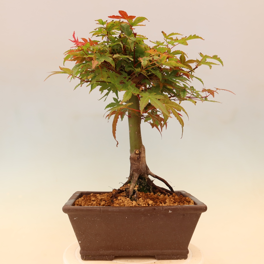 Javor poľný - Acer palmatum Beni Tsukasa