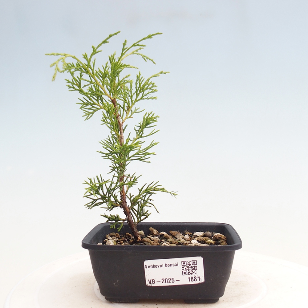 Vonkajší bonsai - Juniperus chinensis Itoigawa -Jalovec čínsky
