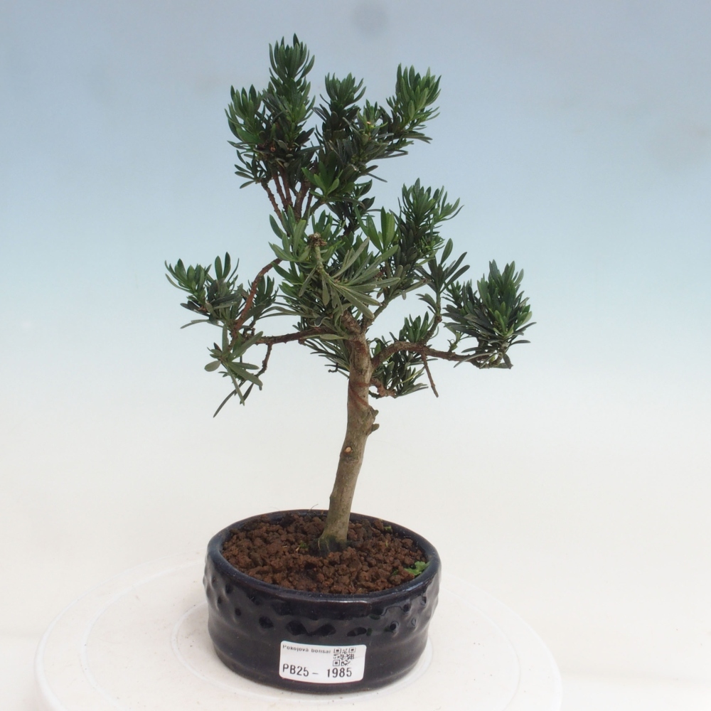 Izbová bonsai - Podocarpus - Kamenný tis