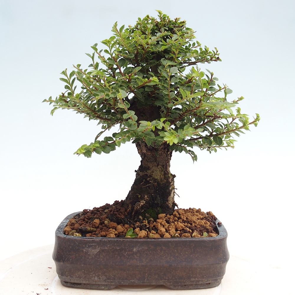 Vonkajší bonsai - Ulmus parvifolia Hokkaido - brest Čínsky