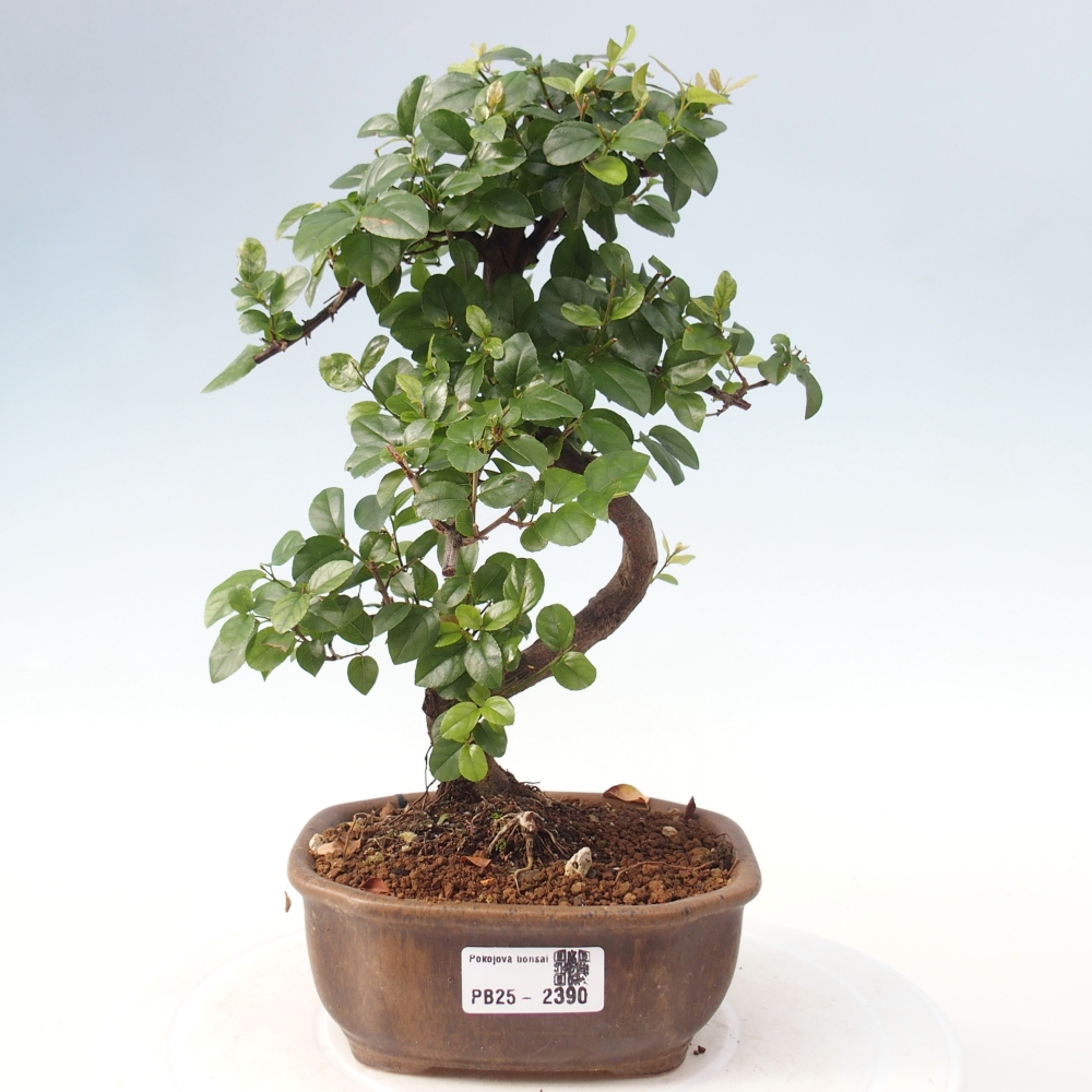 Izbová bonsai - Sagerécia thea - Sagerécia thea
