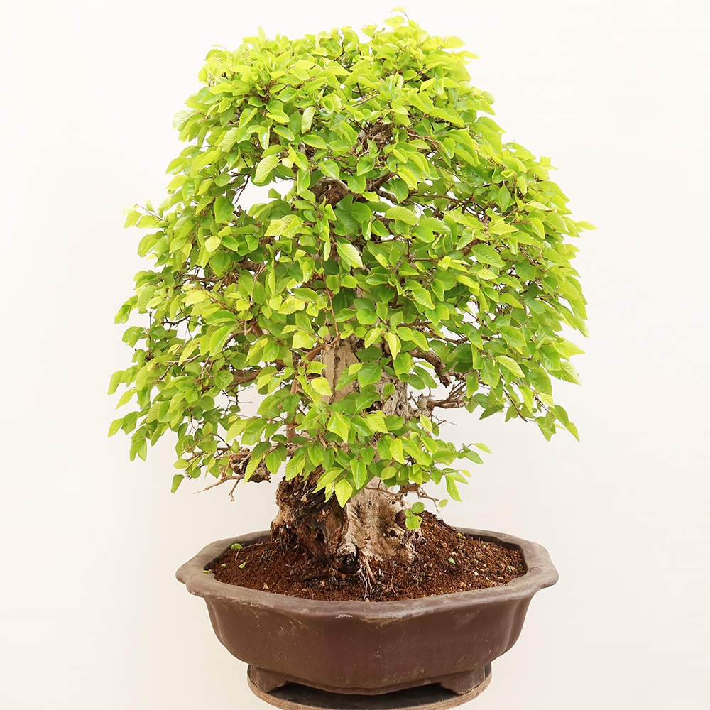 Vonkajší bonsai -Carpinus Coreana - Hrab kórejský
