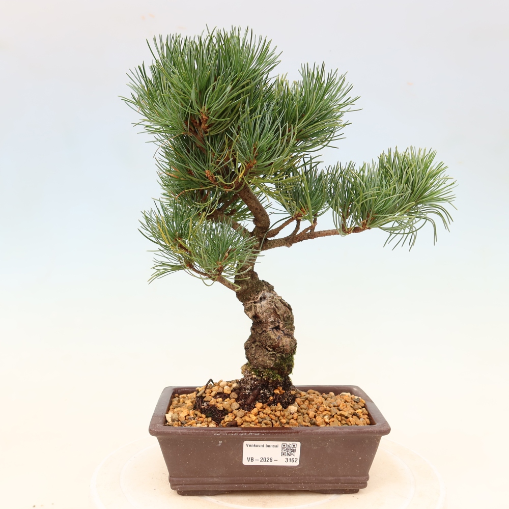 Vonkajšie bonsaje - Pinus parviflora - Pinus parviflora