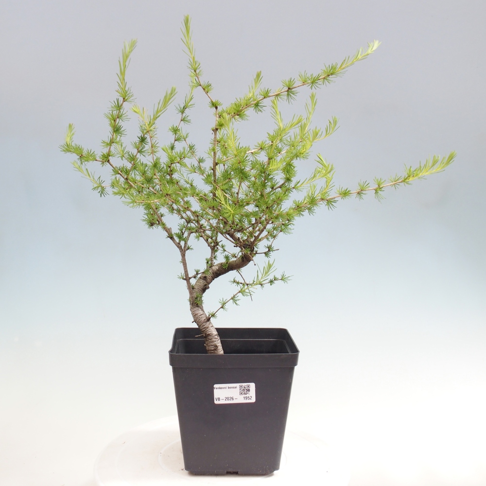 Vonkajšie bonsaje -Larix decidua - Smrekovec