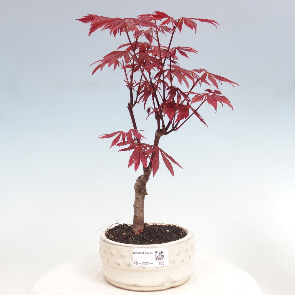 Vonkajšia bonsaj - palma Acer. Atropurpureum-Javor palmový