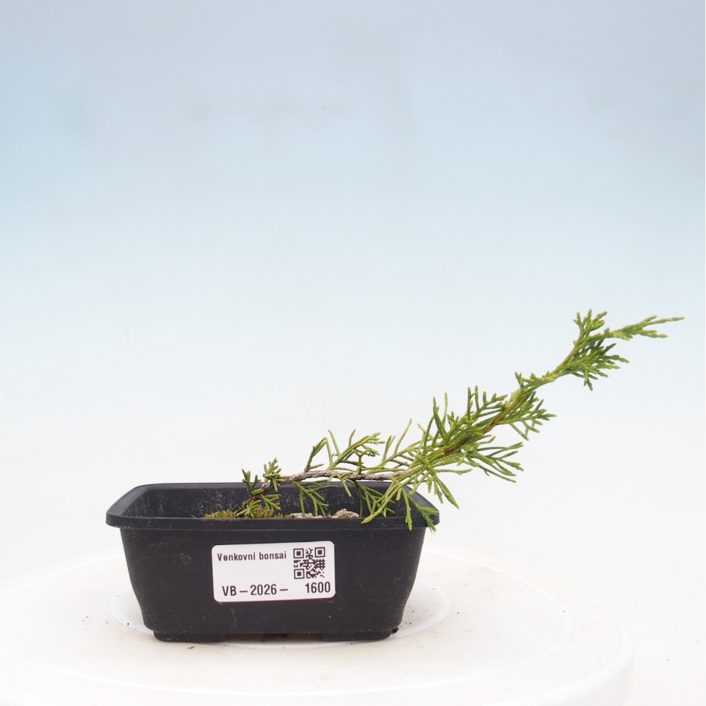 Vonkajší bonsaj - Juniperus chinensis Itoigawa