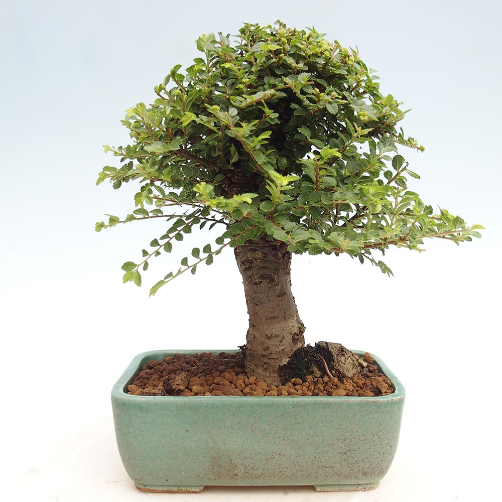 Vonkajší bonsai - Ulmus parvifolia Hokkaido - brest Čínsky