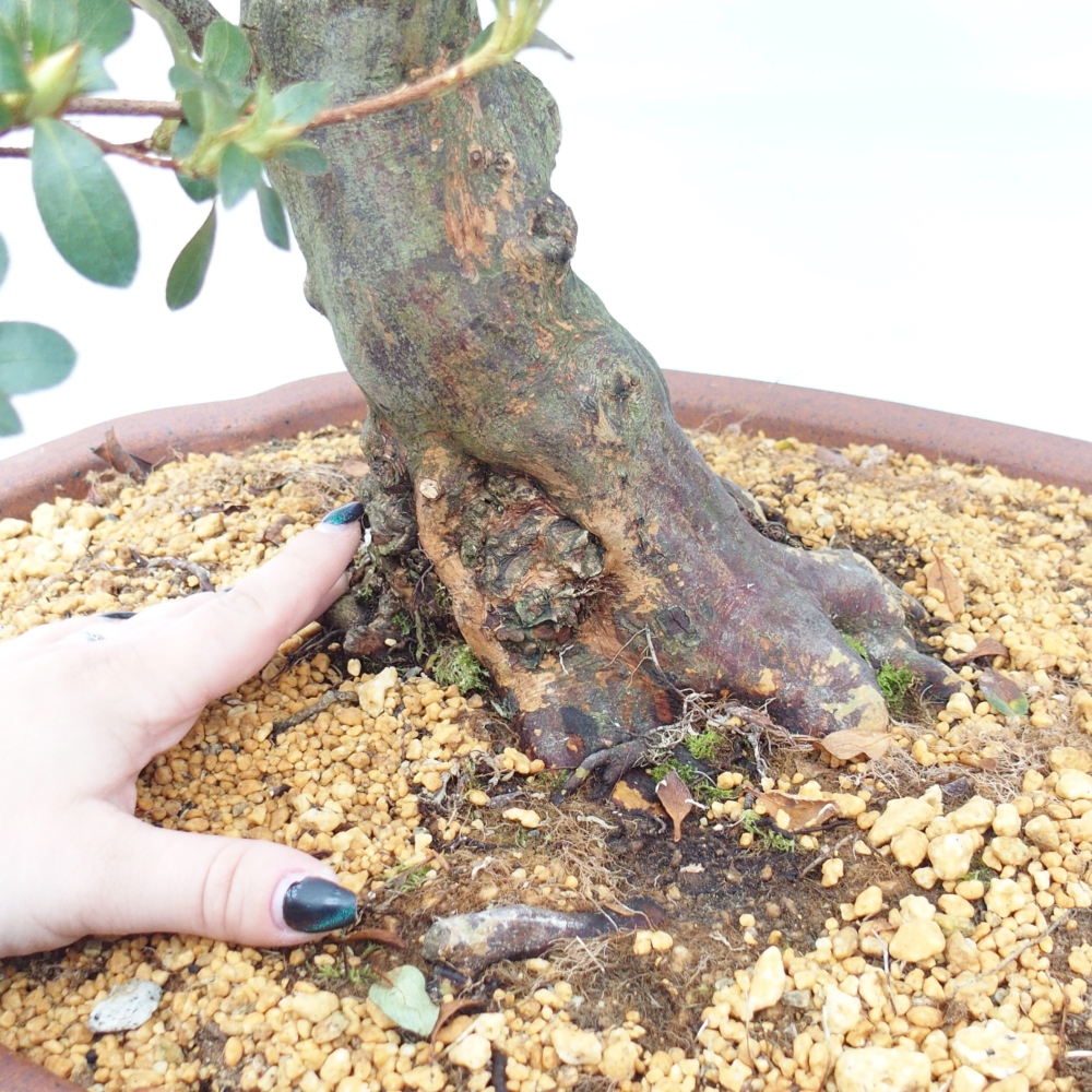 Vonkajšie bonsaje - Japonská azalka - Azalea Sansei