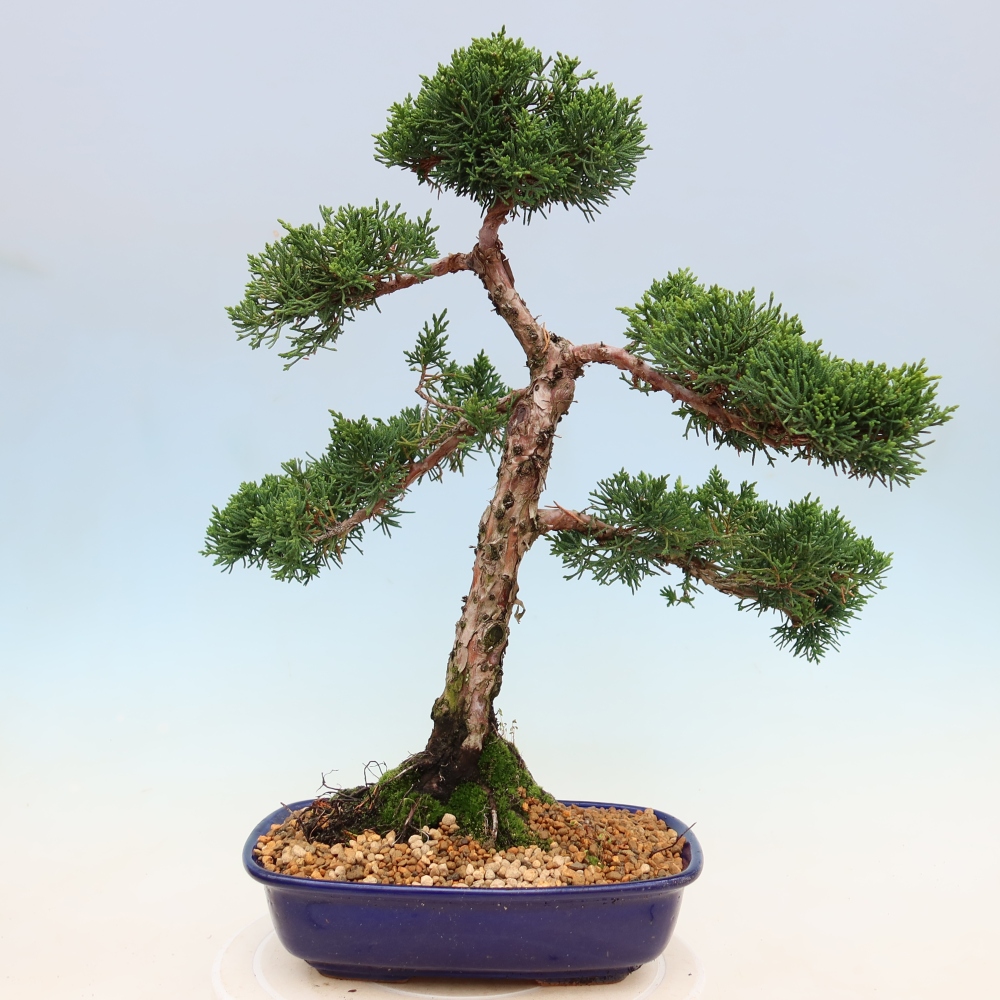 Vonkajší bonsaj - Juniperus chinensis Kishu