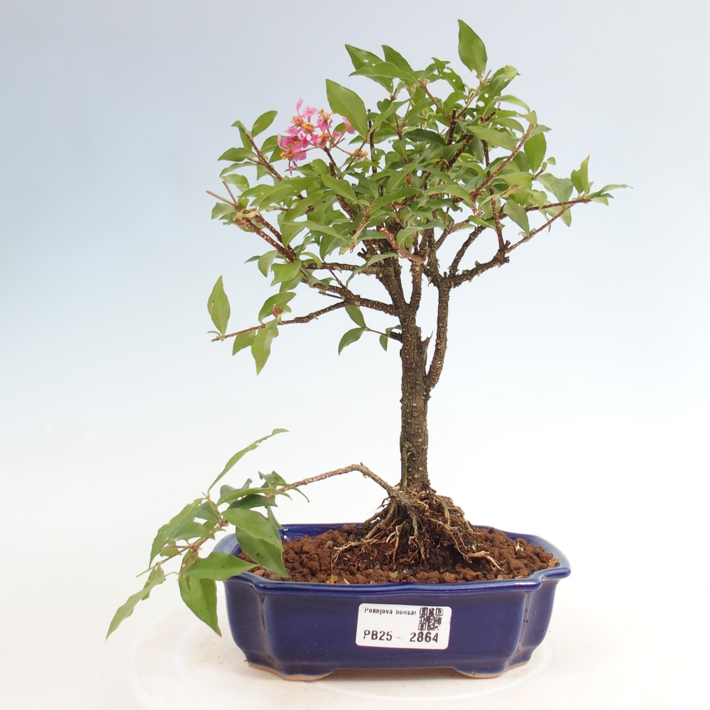 Izbová bonsai - Malpighia coccigera- Barbdorská čerešňa