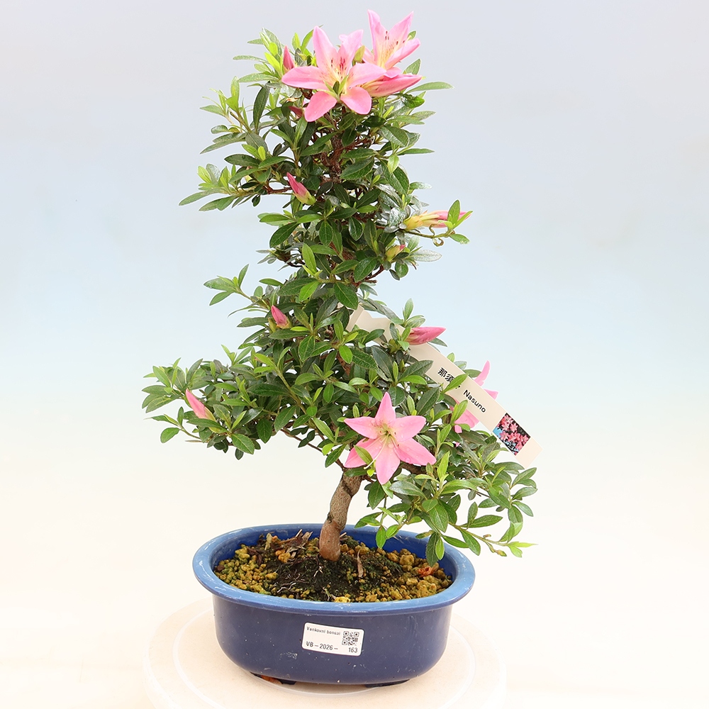 Vonkajšie bonsaje - Japonské azalky - Azalea Nasuno