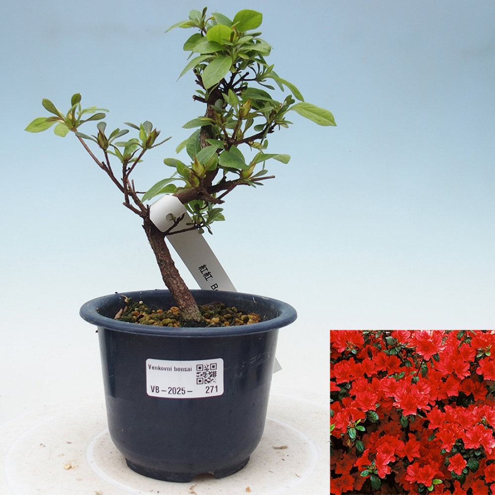 Vonkajší bonsai - Japonská azalka - Azalea Benibeni