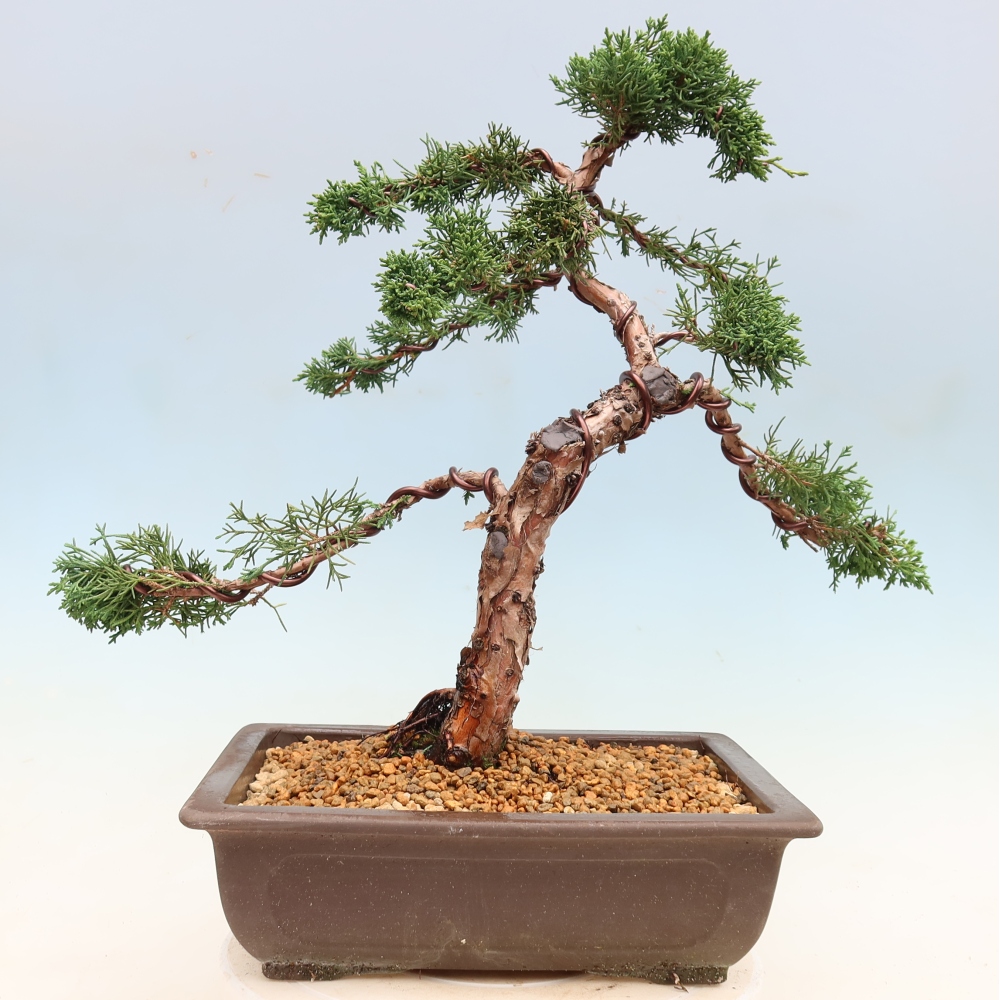 Vonkajší bonsaj - Juniperus chinensis Kishu
