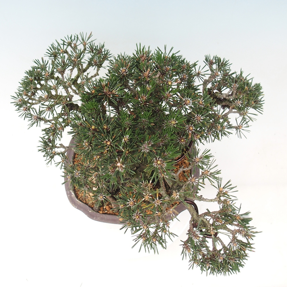 Vonkajšia bonsaj - Pinus thunbergii Kotobuki - borovica Thunbergova