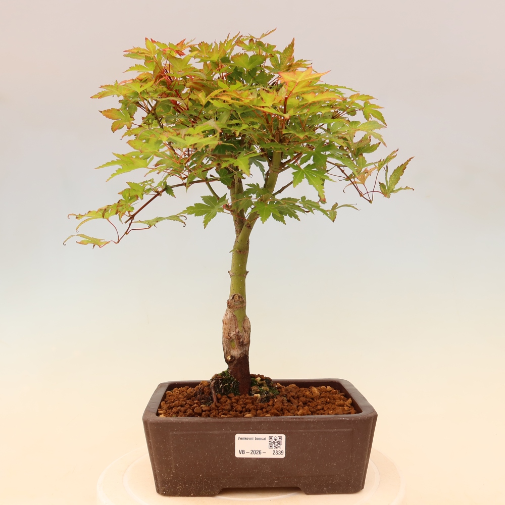 Javor poľný - Acer palmatum Beni Tsukasa