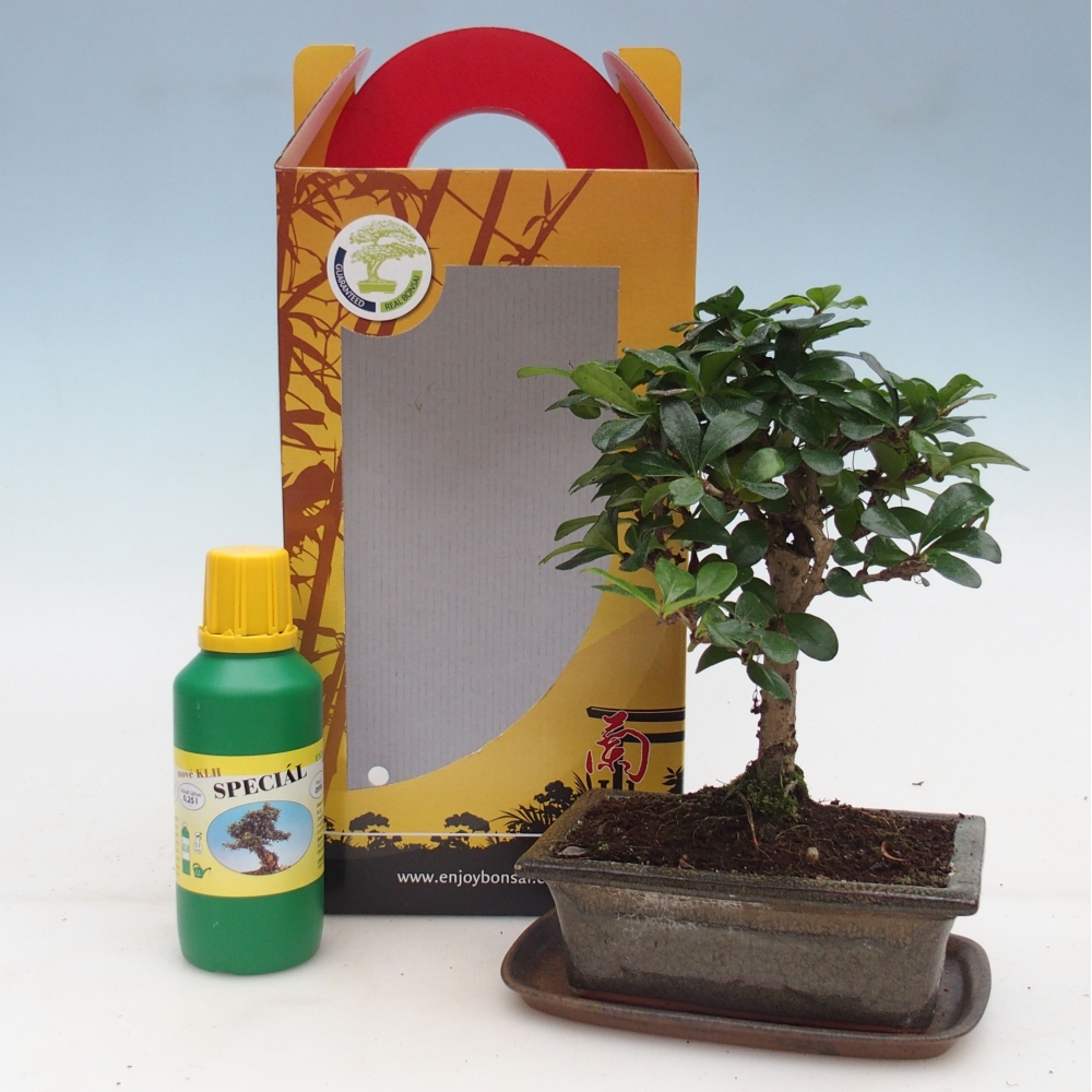 Izbový bonsaj v darčekovej krabičke Carmona microphylla - Tea fuki