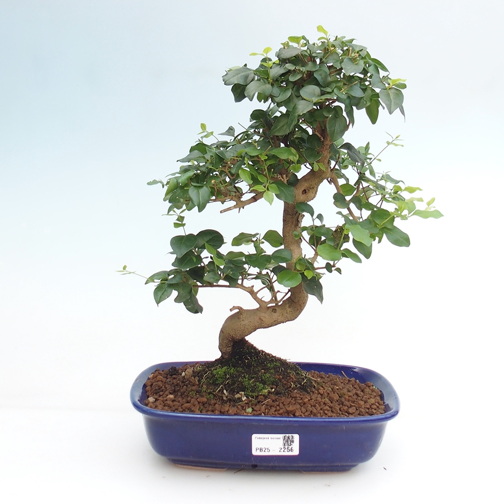 Izbová bonsai -Ligustrum chinensis - Vtáčí zob