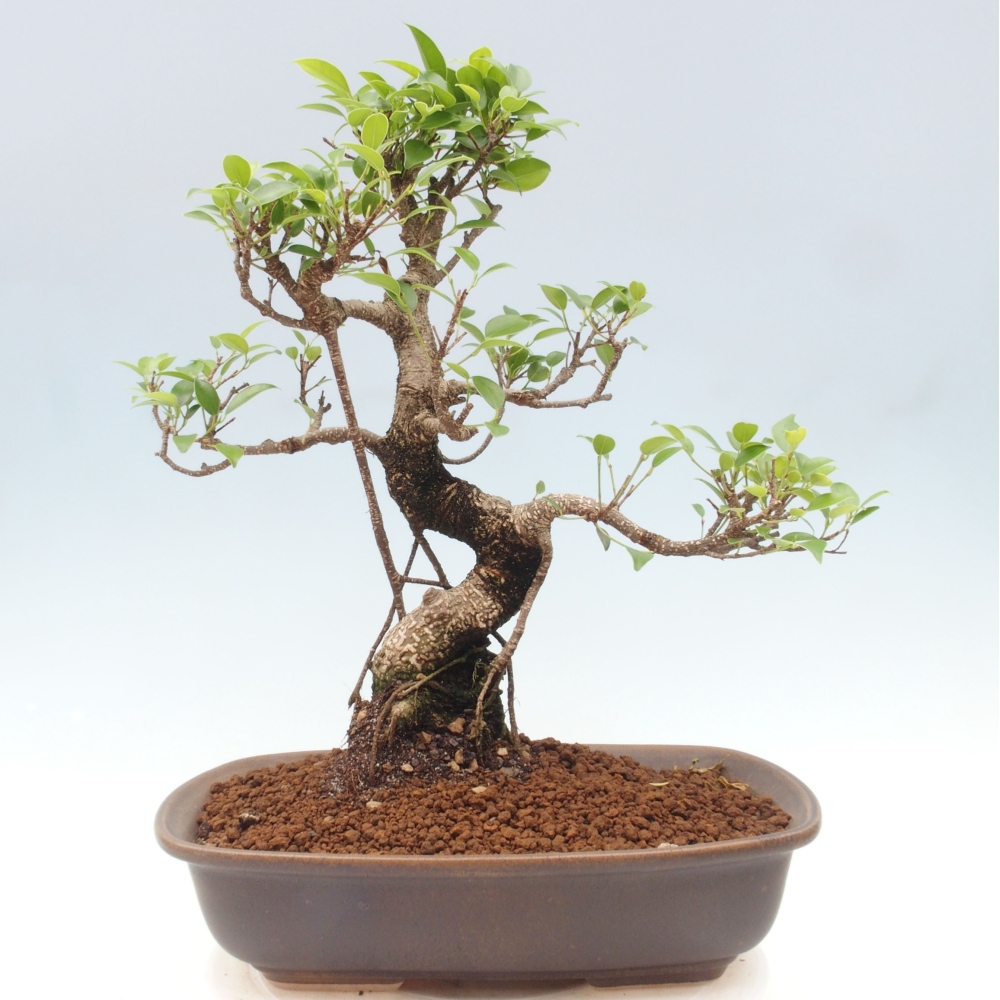 Izbová bonsai - Ficus kimmen - malolistý fikus