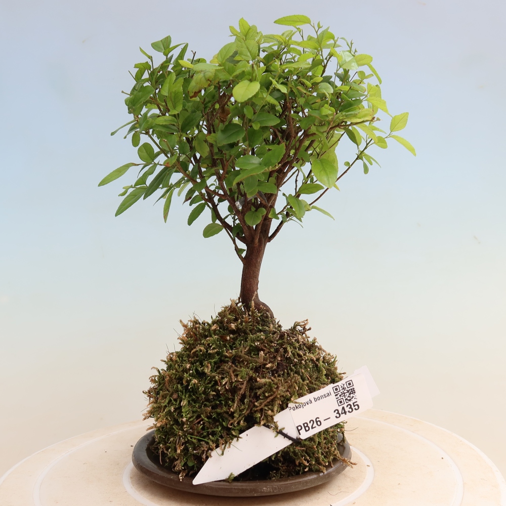 Kokedama s miskou – Sagerécie thea – Sagerécie thea