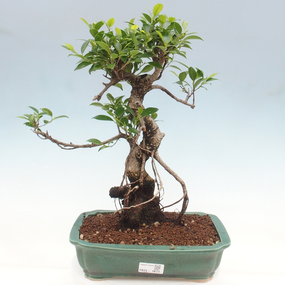 Izbová bonsai - Ficus kimmen - malolistý fikus