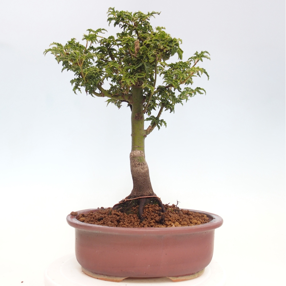 Vonkajší bonsai -Javor dlanitolistý Acer palmatum Shishigashira