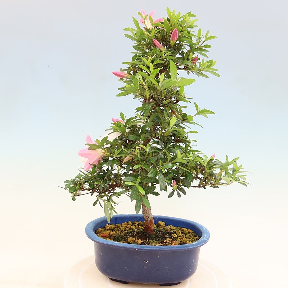 Vonkajšie bonsaje - Japonské azalky - Azalea Nasuno