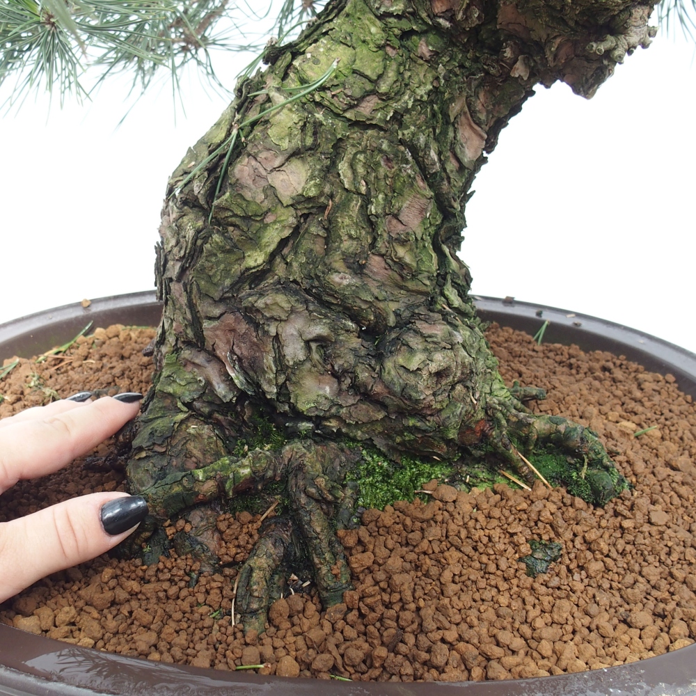 Vonkajšie bonsai - Pinus thunbergii - Borovica thunbergova
