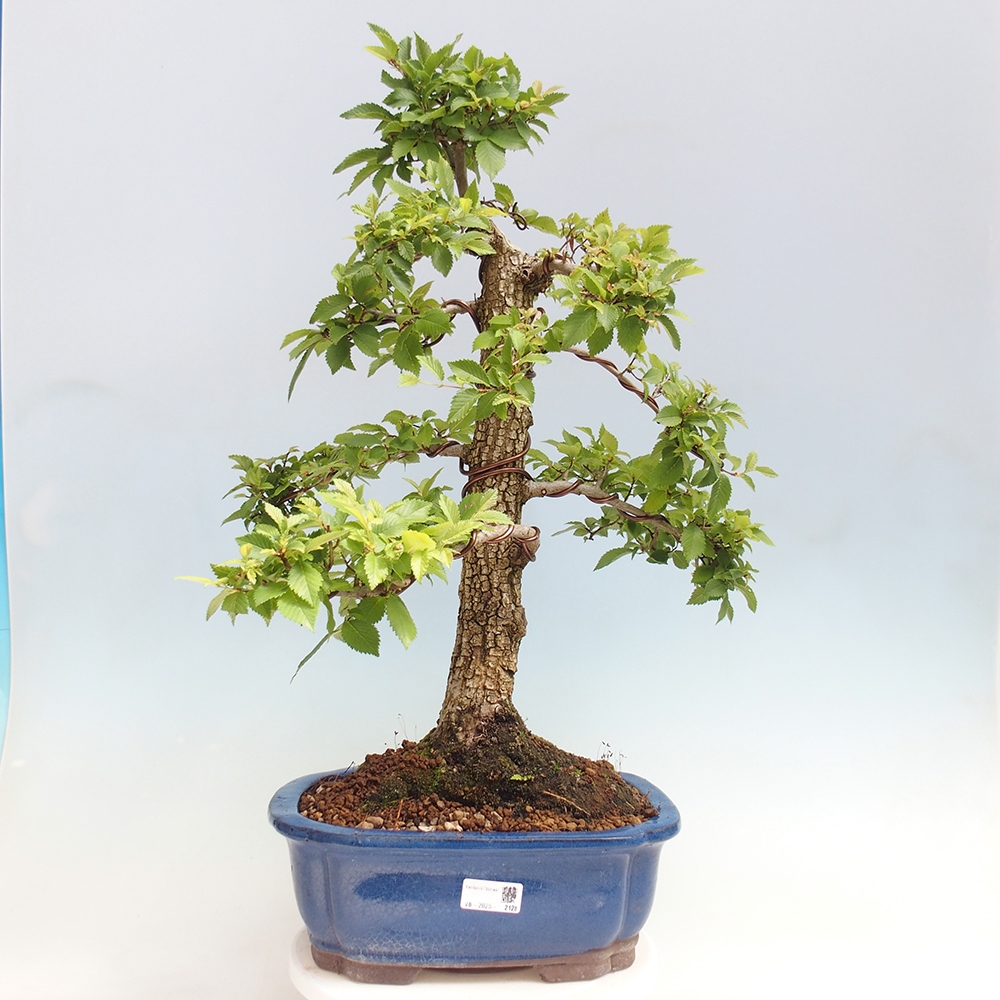 Vonkajšie bonsai - Zelkova - Zelkova Nirom