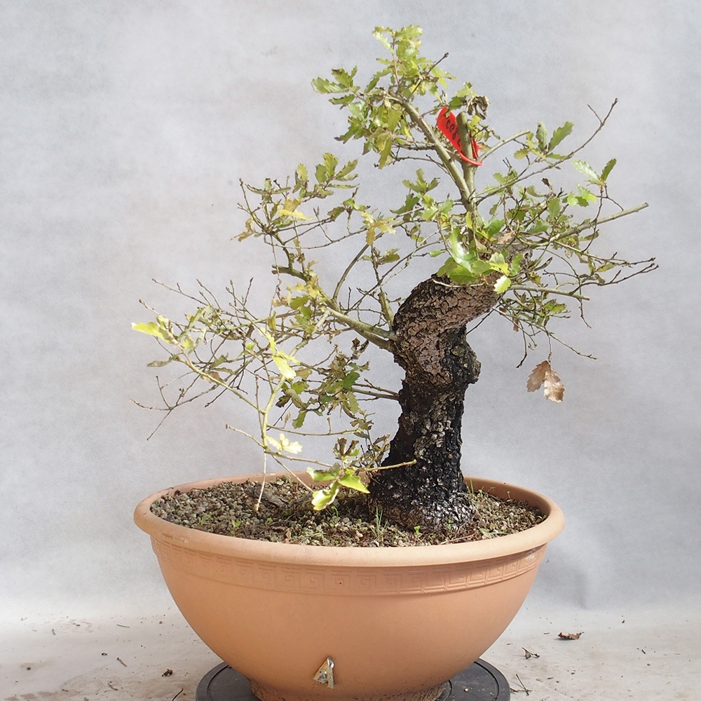 Vonkajší bonsai Quercus Cerris - Dub Cer