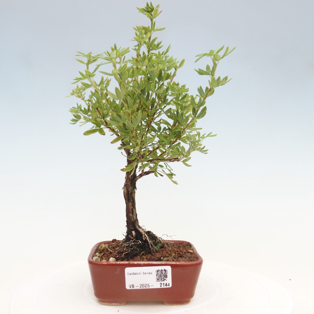 Vonkajšia bonsai-Nátržník krovitá - potentila fruticosa yellow Bird