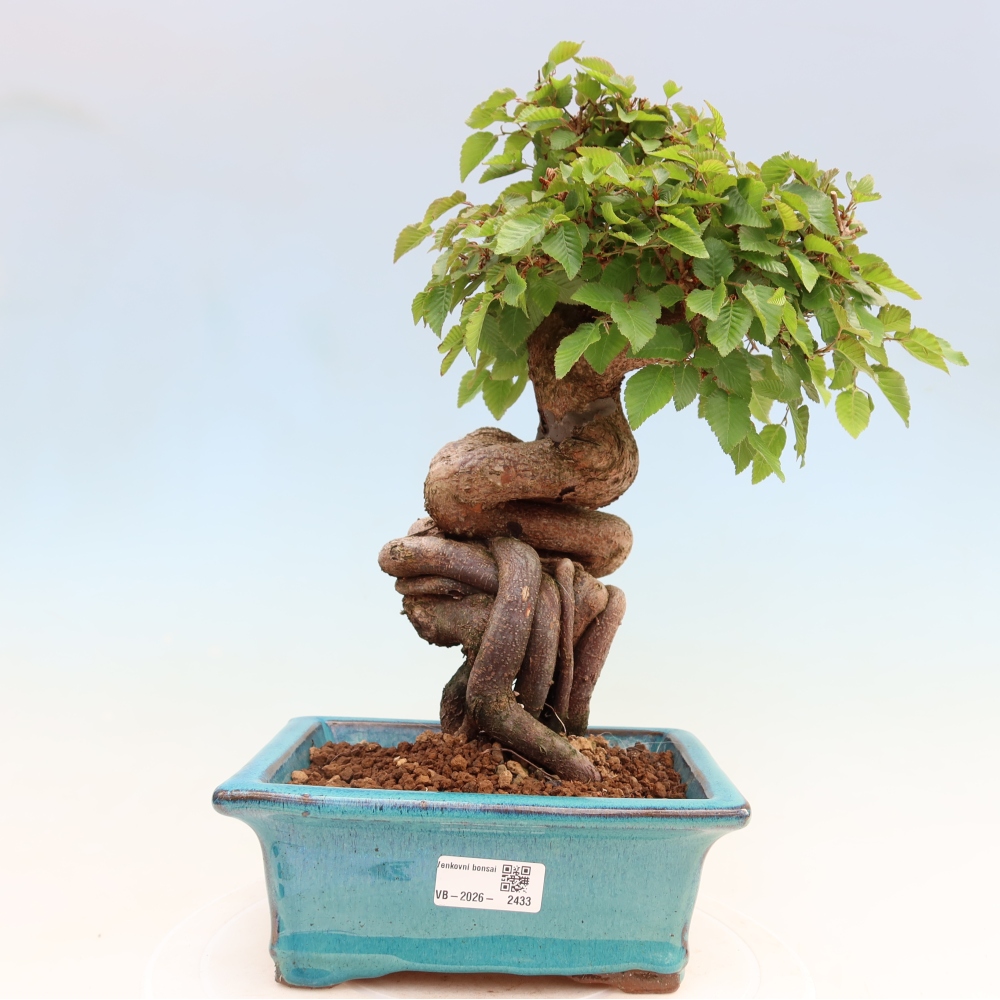 Vonkajší bonsaj -Carpinus coreana - Hrab kórejský