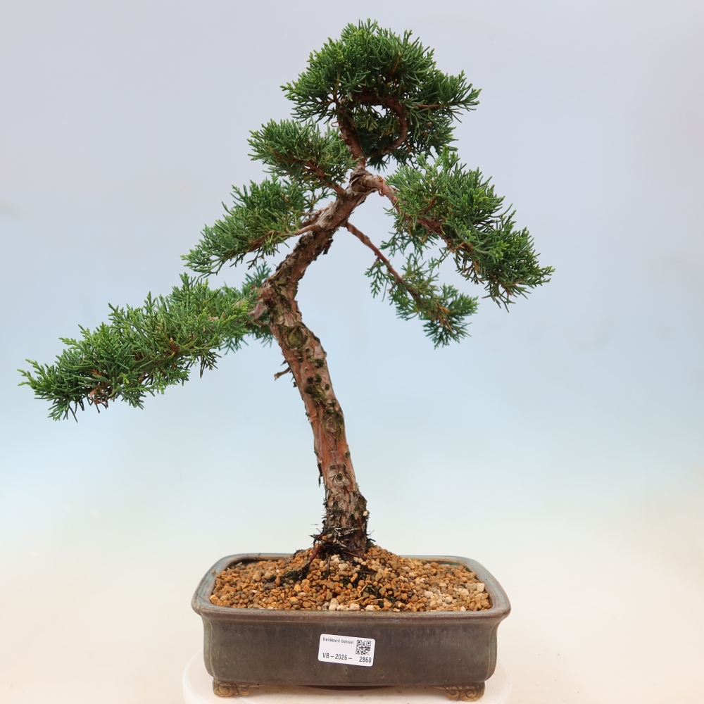Vonkajší bonsaj - Juniperus chinensis Kishu