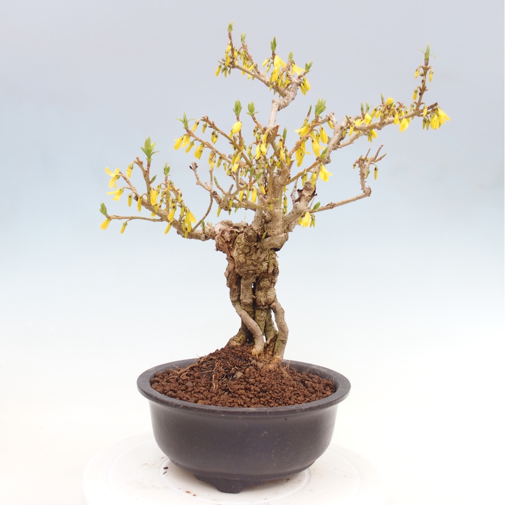 Vonkajšie bonsaje - Zlatice - Forsythia koreana