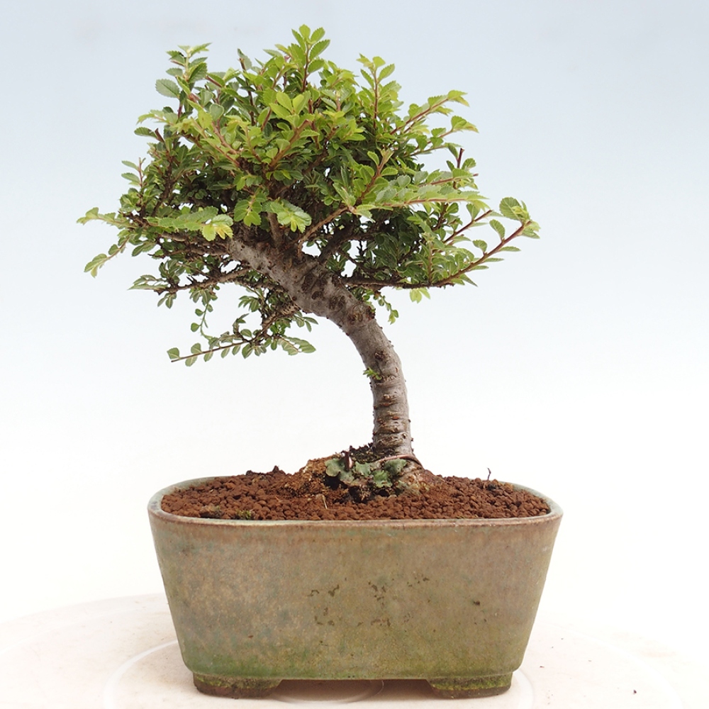 Vonkajší bonsai - Ulmus parvifolia Sagei - Malolistý brest