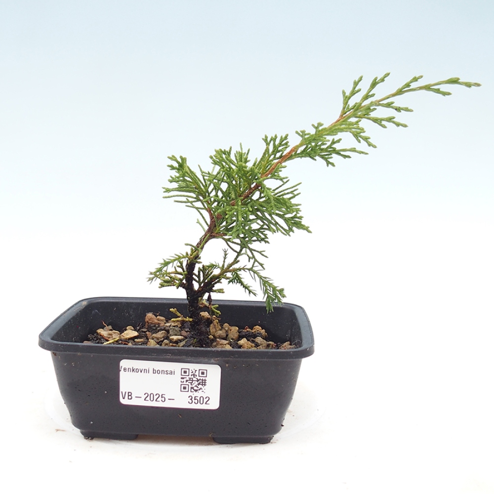 Vonkajší bonsaj - Juniperus chinensis Itoigawa
