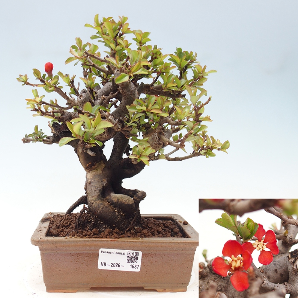 Vonkajšie bonsaje - Chaneomeles speciosa - Kdoule